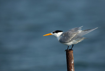Greater Crested tern perched on a fishing net pipe, Bahrain 