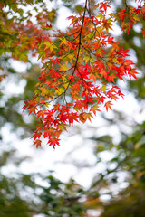 Red maple leaves in autumn season