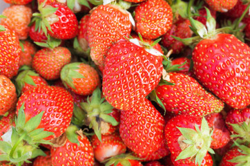 Freshly picked strawberries in the garden close up. The concept of organic products, berry picking, healthy food, vegetarianism. Place for text, flay lay, top view, minimalism. Lots of strawberries.