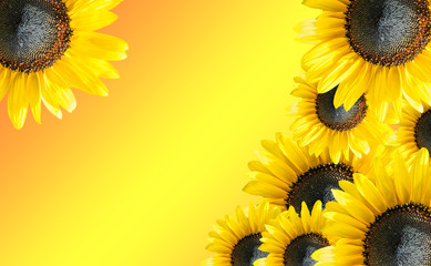 Frame from pile of sunflowers flowers on yellow-orange blurred background. Copy space.