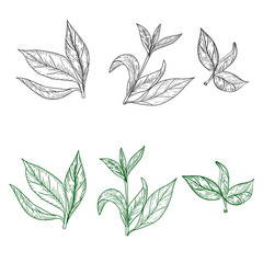 Set of tea leaves on a white background in the style of engraving. For wedding decor, postcards and textiles, vector illustration
