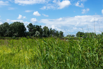 Lake sunny summer day, nature