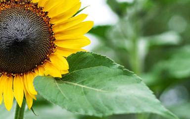 One sunflower on white background. Close-up shot.