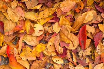 Closed up autumn leaves background