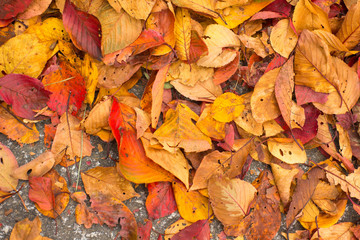 Closed up autumn leaves background