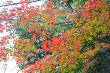 Red maple leaves  in Fushimi Inari-taisha shrine in Kyoto,Japan