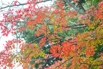 Obraz na płótnie Canvas Red maple leaves in Fushimi Inari-taisha shrine in Kyoto,Japan