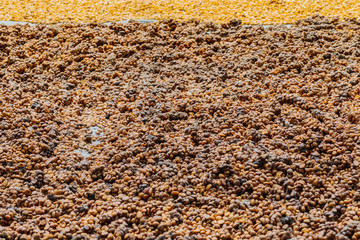 Luwak coffee, unclean coffee beans,  Kopi luwak is coffee that includes part-digested coffee cherries eaten and defecated by the Asian palm civet at coffee drying yard in Dalat, Vietnam.