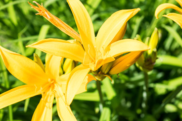 Yellow lilies close up photo with green leaves background.