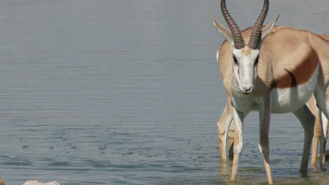 springbok antelopes drink water
