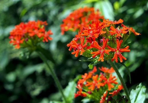 bright red flower with buds in the shape of a ball with the name lychnis Maltese cross