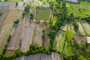 Aerial view of agriculture in rice fields to prepare planting.