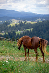 Fototapeta na wymiar beautiful brown horse in filed mountains on background