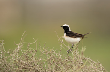 Northern Wheatear perched on a bush at Hamala, Bahrain 