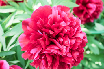 Bright red peonies flowers growing photo. Summer garden flowers.