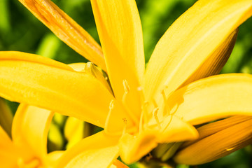 Yellow lilies close up photo with green leaves background.