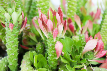 Ornamental Hemp Cactus.