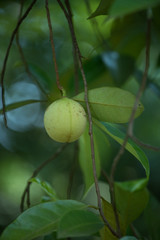 Jaiphal Nutmeg In The Plant