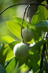 Jaiphal Nutmeg In The Plant