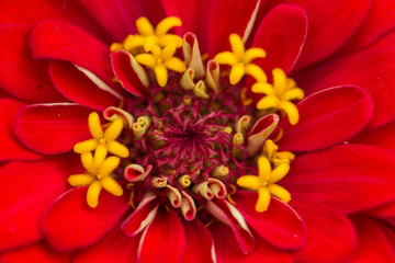 Close Up Of Red Daisy Flower