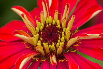 Close Up Of Red Daisy Flower