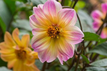 Close Up Of Dahlias Flower In The Garden