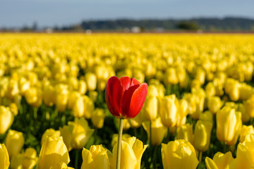 Obraz premium Skagit Valley Tulip Festival 2016