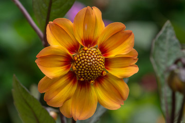 Close Up Of Orange Dahlias Flower In The Garden
