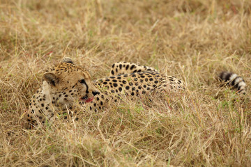 A Cheetah relaxing after eating a meal in the Savannah, Masai Mara, Kenya