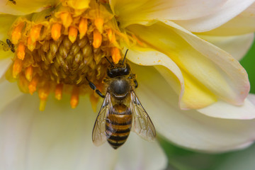 Honey Bee On Flower In The Garden