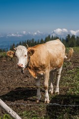 Beautiful swiss alps mountains. Alpine meadows. Farm. Cows.