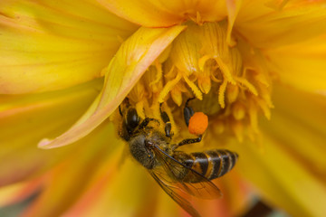 Honey Bee On Flower In The Garden