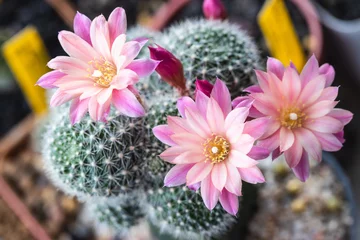 Foto op Plexiglas Cactus Bloeiende lichtroze bloem van Rebutia carnavalcactus