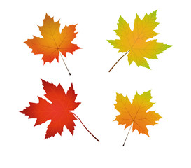 Set of 4 maple leaves in autumnal colors