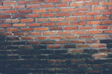 Green mos on the wall Natural background