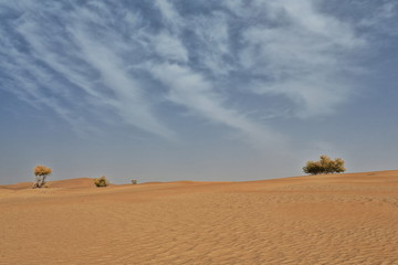 Fototapeta premium Sparse isolated desert poplar-Populus euphratica trees. Keriya county-Xinjiang-China-0288