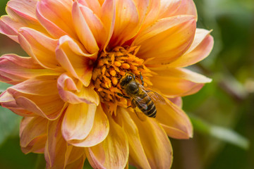 Honey Bee On Flower In The Garden