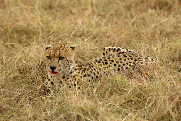A Cheetah relaxing after eating a meal in the Savannah, Masai Mara, Kenya