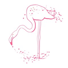 Flamingo looking for fish, graphic drawing, vector illustration
