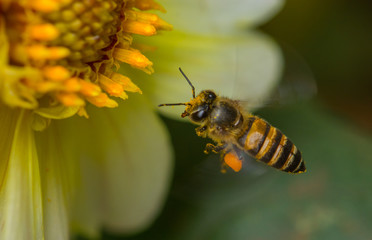 Honey Bee On Flower In The Garden