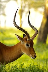 Naklejka na ściany i meble kenyan impala