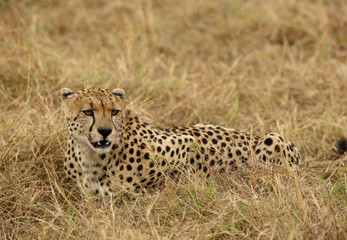 A Cheetah relaxing after eating a meal in the Savannah, Masai Mara, Kenya