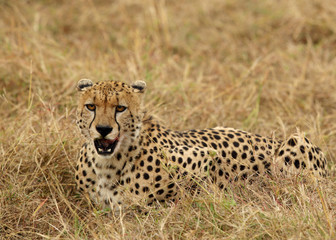 A Cheetah relaxing after eating a meal in the Savannah, Masai Mara, Kenya