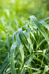 Fresh green grass with dew in the garden 