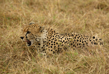 A Cheetah relaxing after eating a meal in the Savannah, Masai Mara, Kenya