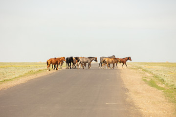 horses are on the road. Behind the steppe landscape