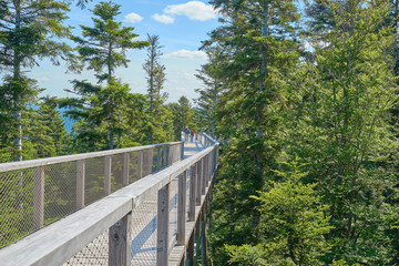 Fototapeta premium Treetop Walk in the Black Forest