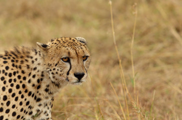 A Cheetah relaxing after eating a meal in the Savannah, Masai Mara, Kenya