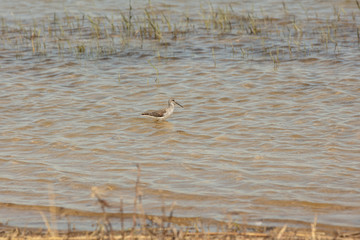 Tringa stagnatilis is a bird species of the snipe family Scolopacidae
