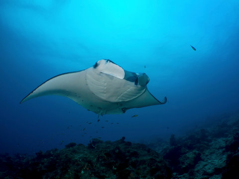 Mantarochen